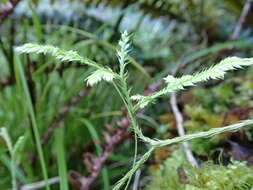 Image of Pseudodiphasium volubile (G. Forst.) Holub