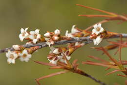 Image of Dracophyllum subulatum Hook. fil.