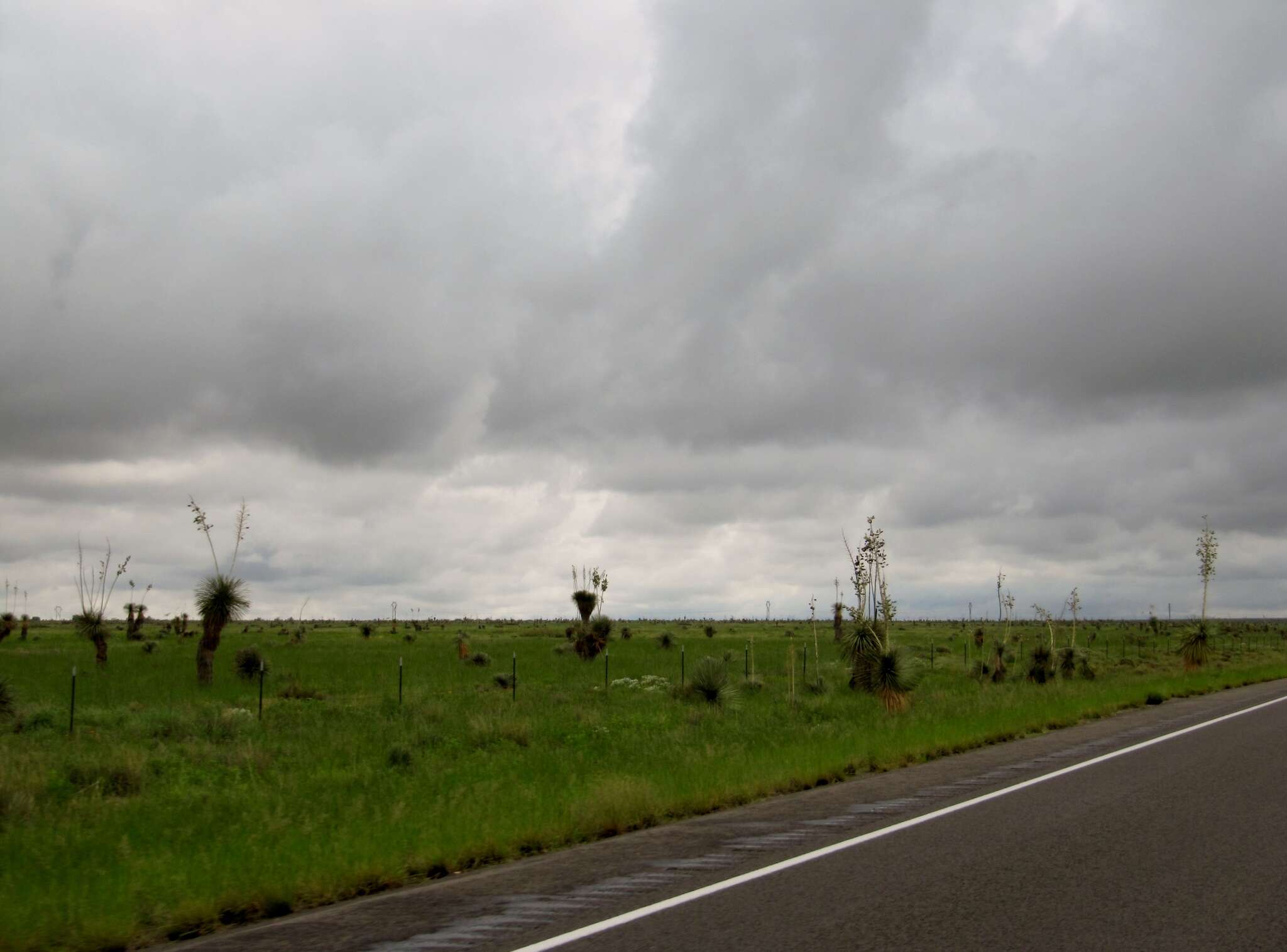 Image of soaptree yucca