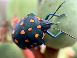 Image of Pachycoris fabricii (Burmeister 1835)