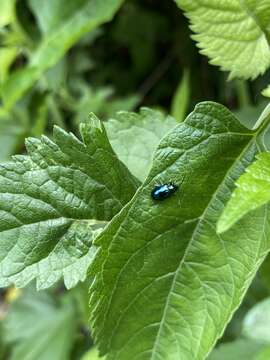 Nanocnide japonica Bl.的圖片