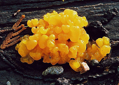 Image of <i>Dacrymyces palmatus</i>