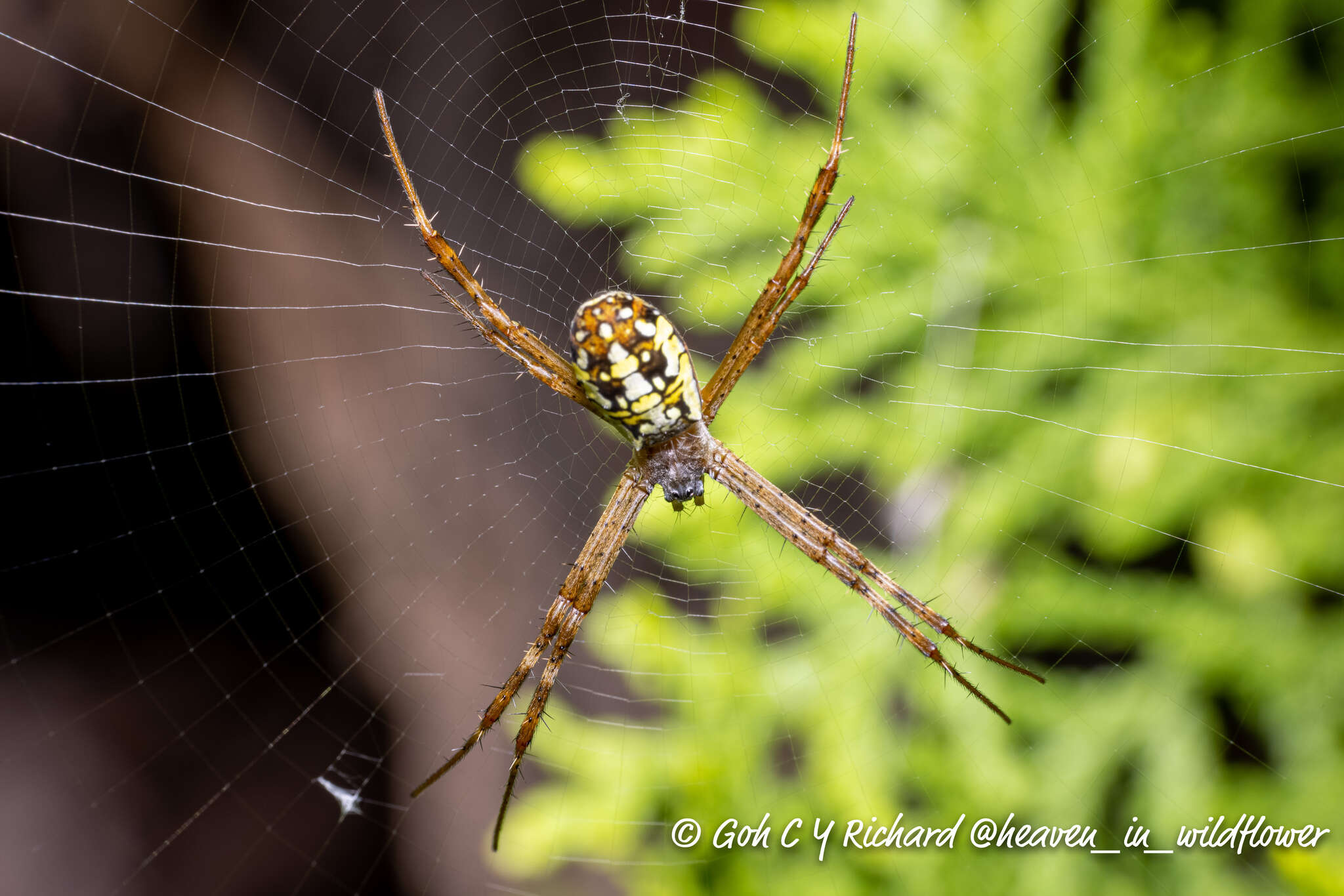 Image of Argiope dang Jäger & Praxaysombath 2009