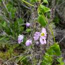 Image of Schizanthus porrigens subsp. borealis