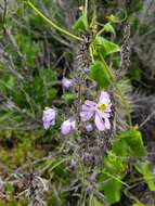 Image of Schizanthus porrigens subsp. borealis