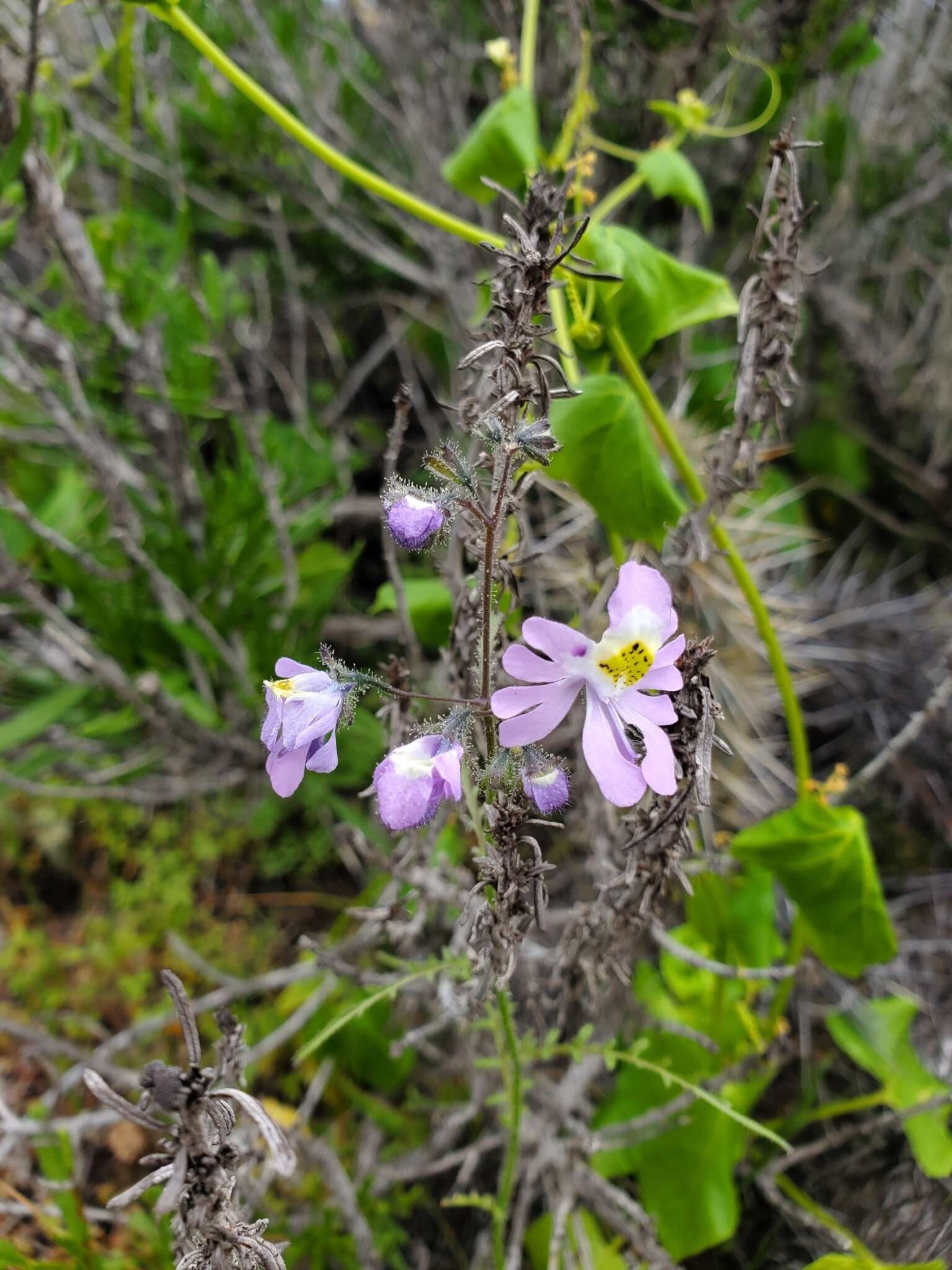 Imagem de Schizanthus porrigens subsp. borealis