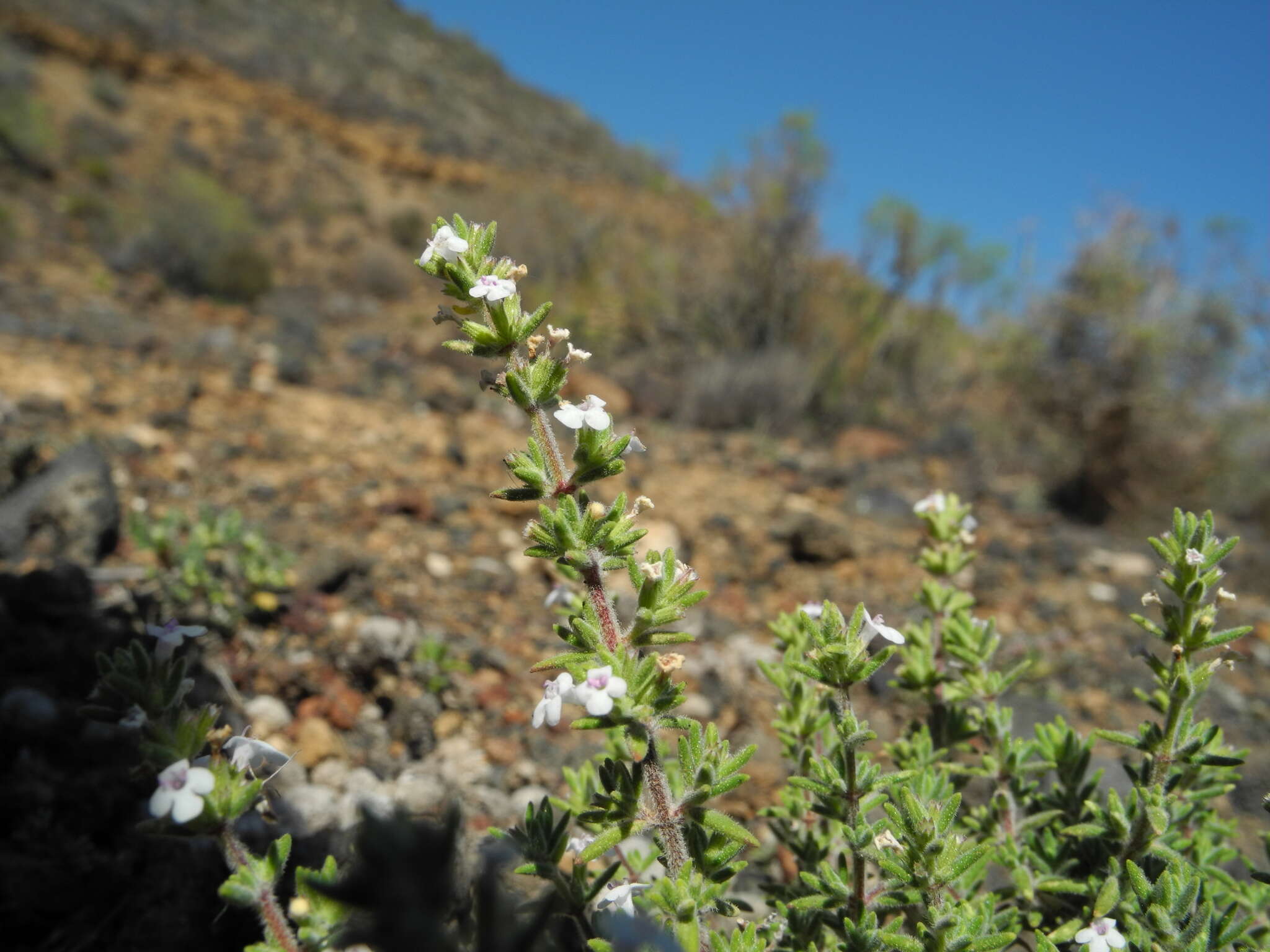 Image of Micromeria hyssopifolia Webb & Berthel.