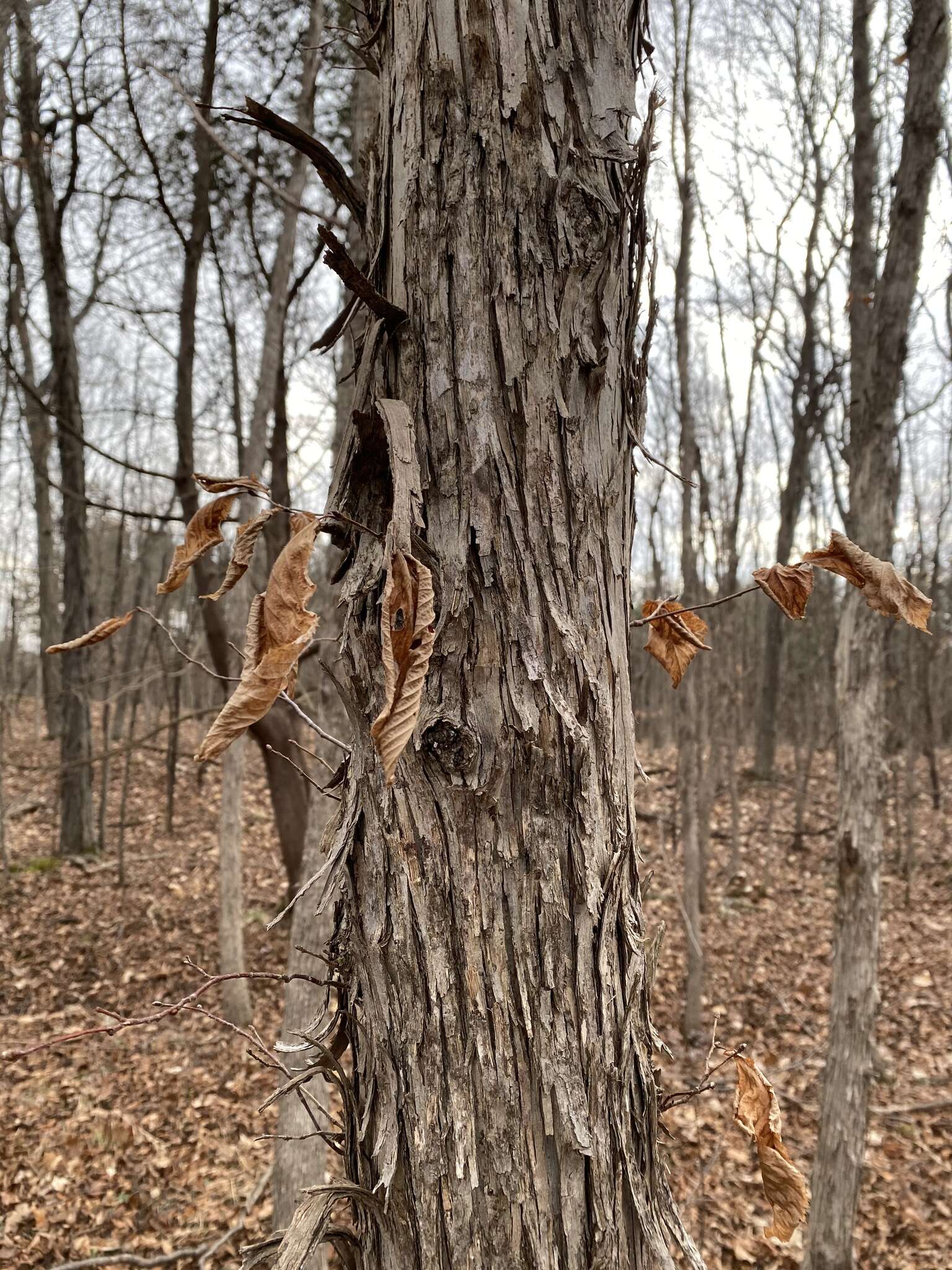 Image de Ostrya virginiana subsp. virginiana