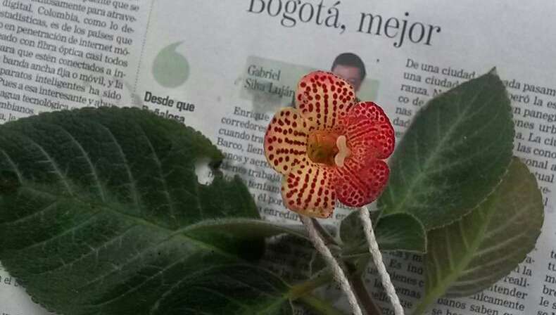 Imagem de Kohleria amabilis (Planch. & Linden) Fritsch