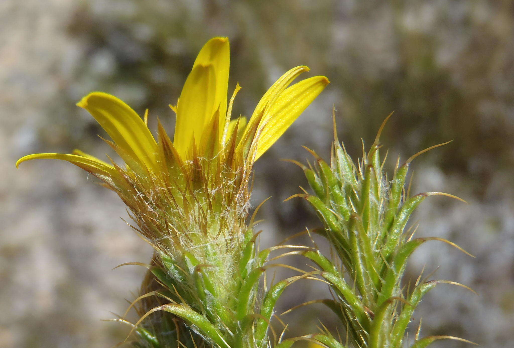 Image of Cullumia bisulca (Thunb.) Less.