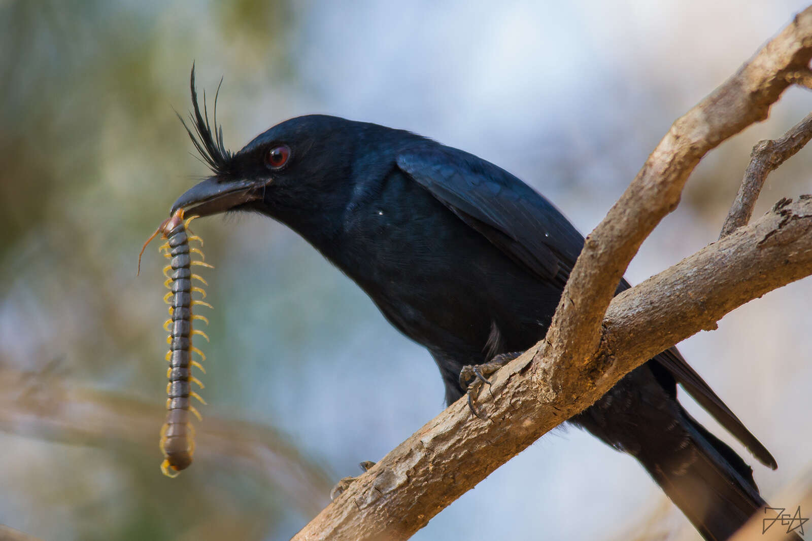 Image of Crested Drongo