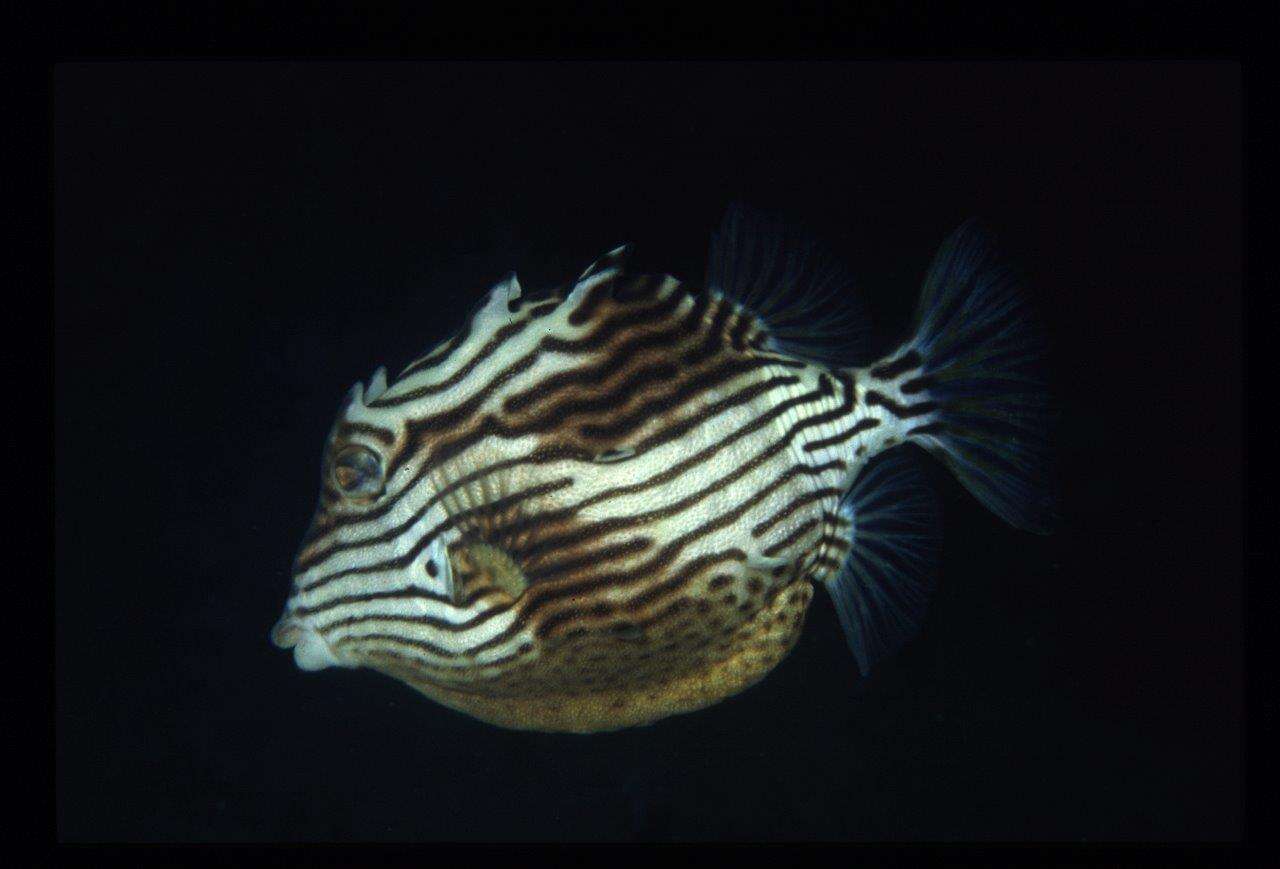 Image of Shaw&#39;s cowfish