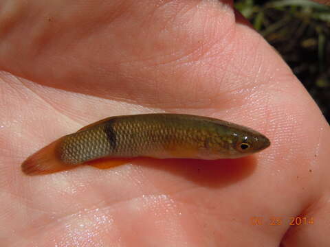 Imagem de Fundulus sciadicus Cope 1865