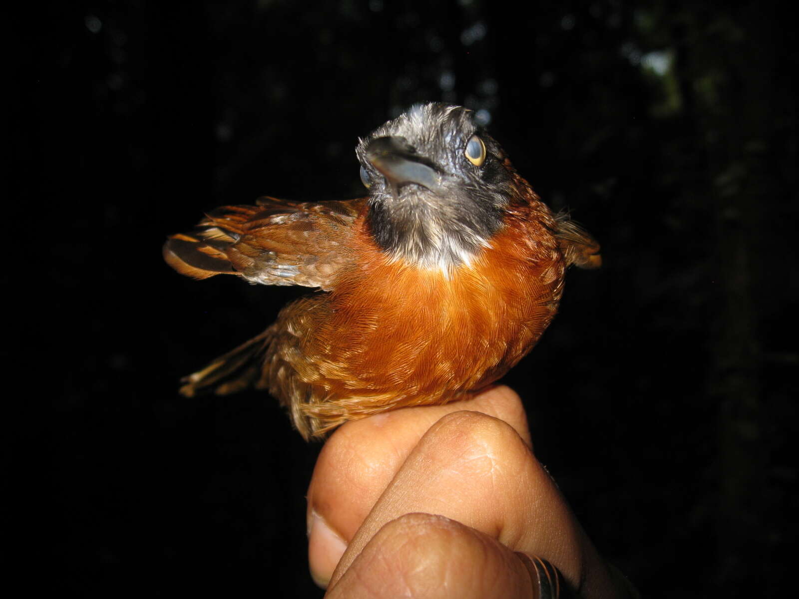 Image of Grey-headed Babbler