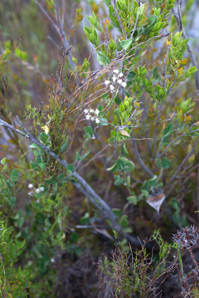 Слика од Cynanchum africanum (L.) Hoffmgg.