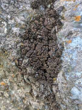 Image of Bolander's map lichen