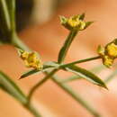 Imagem de Bupleurum marschallianum C. A. Mey.