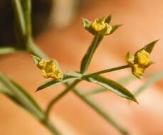 Image of Bupleurum marschallianum C. A. Mey.