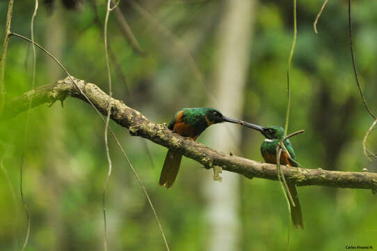 Image of Rufous-tailed Jacamar