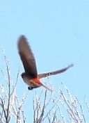 Image of Crimson Chat