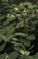 Image of flytrap dogbane