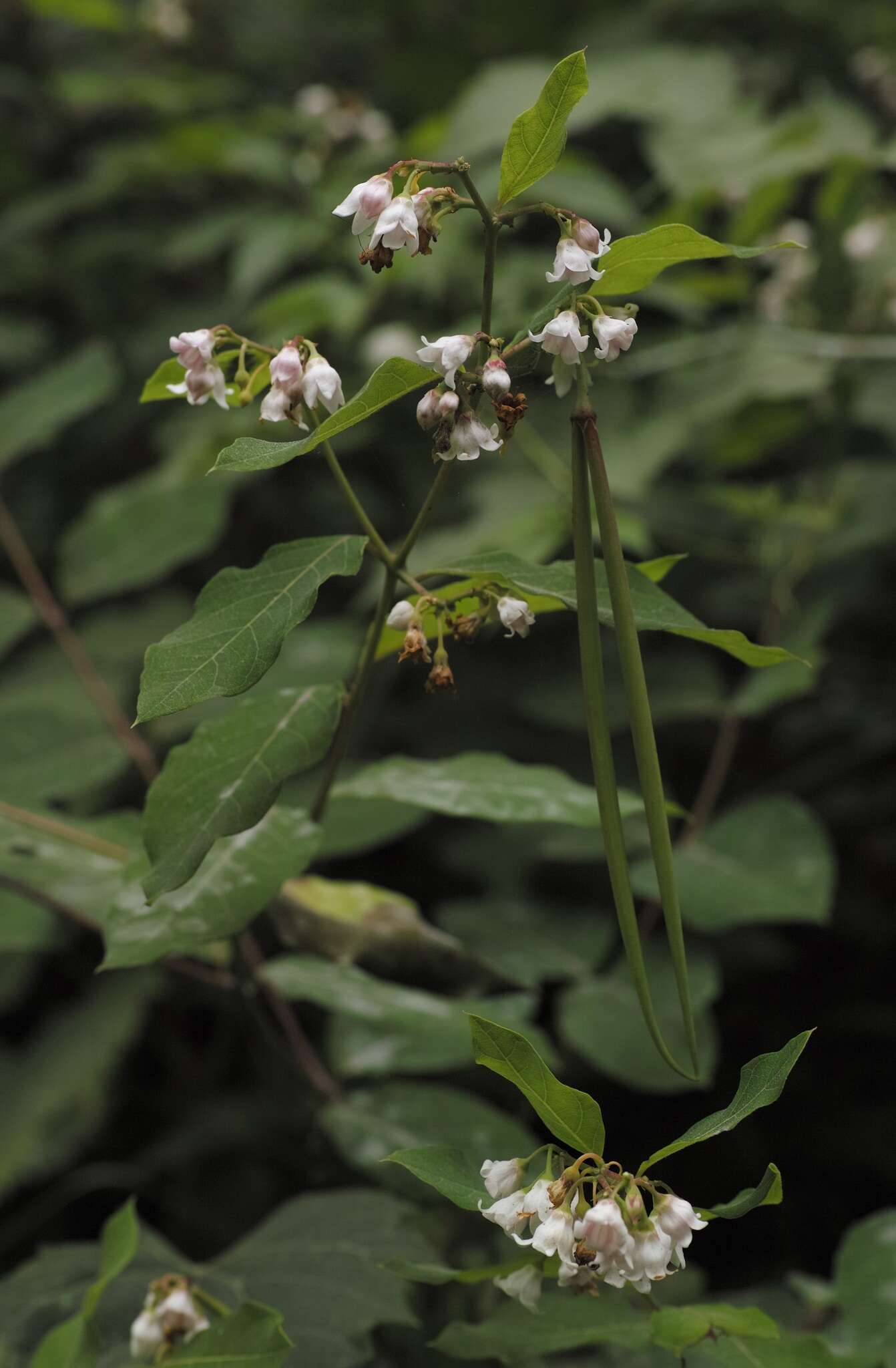 Image of flytrap dogbane