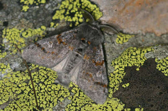 صورة Gynaephora fascelina