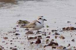 Charadrius dealbatus (Swinhoe 1870) resmi