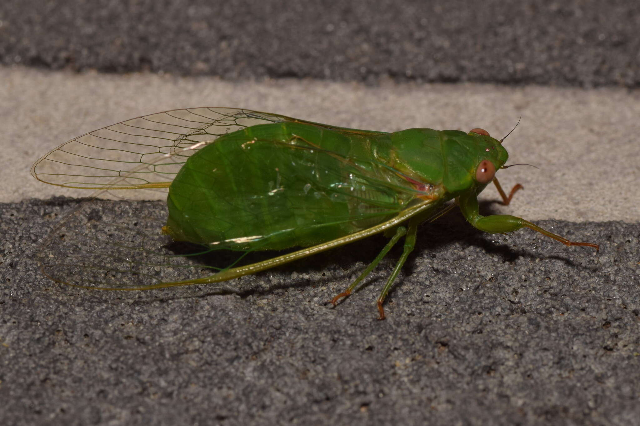 Sivun Chlorocysta vitripennis (Westwood 1851) kuva