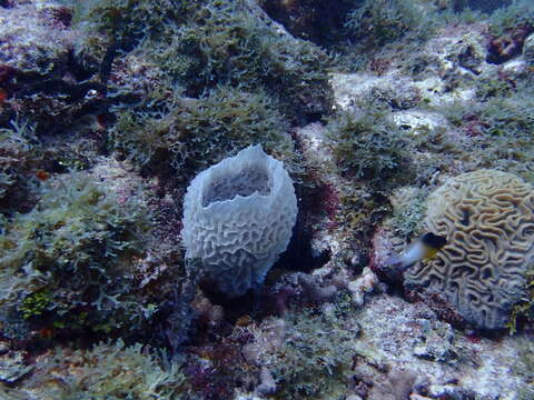 Image of Azure Vase Sponge