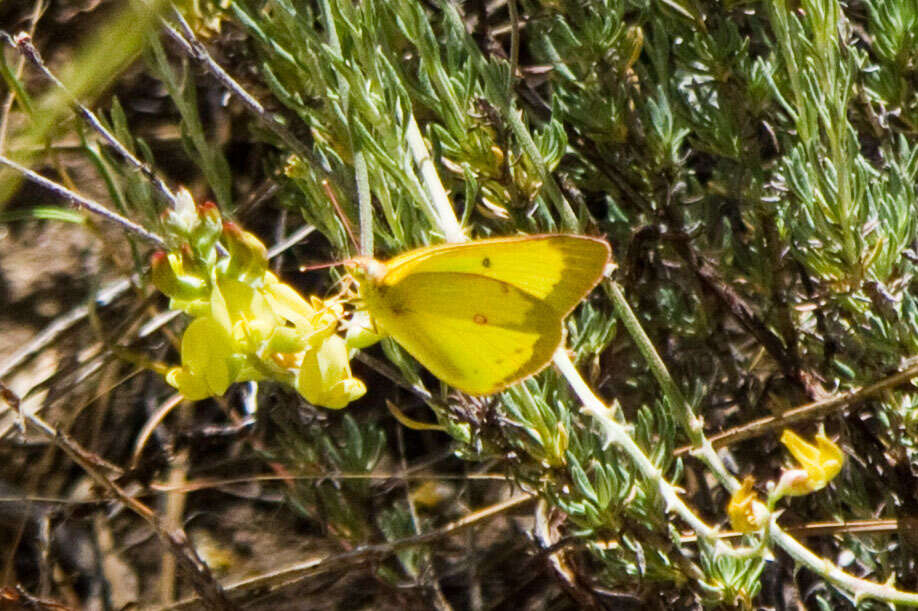 Image of Harford's Sulphur