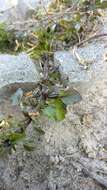 Image of Viola tricolor subsp. tricolor