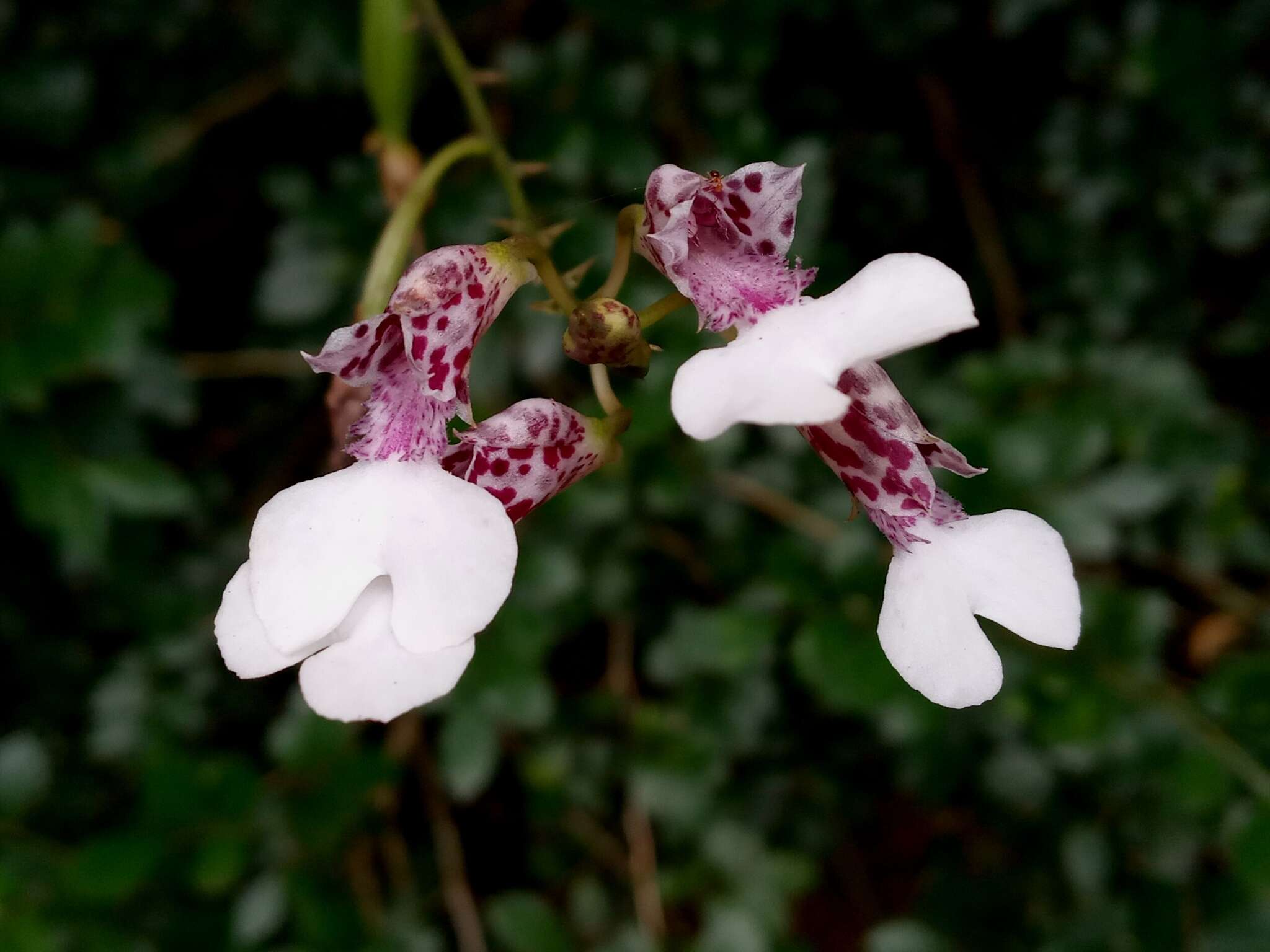 Image of Rodriguezia decora (Lem.) Rchb. fil.