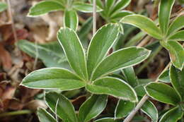 Image of Alchemilla saxatilis Buser