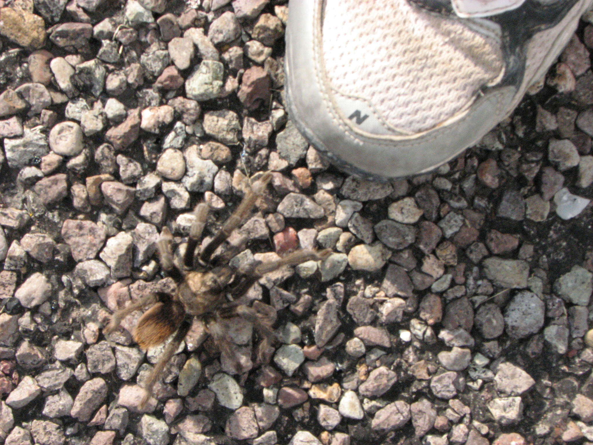 Image of Aphonopelma gabeli Smith 1995