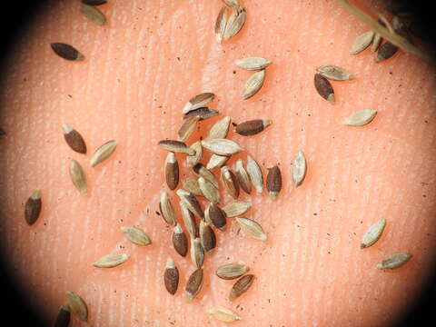 صورة Digitaria breviglumis (Domin) Henrard