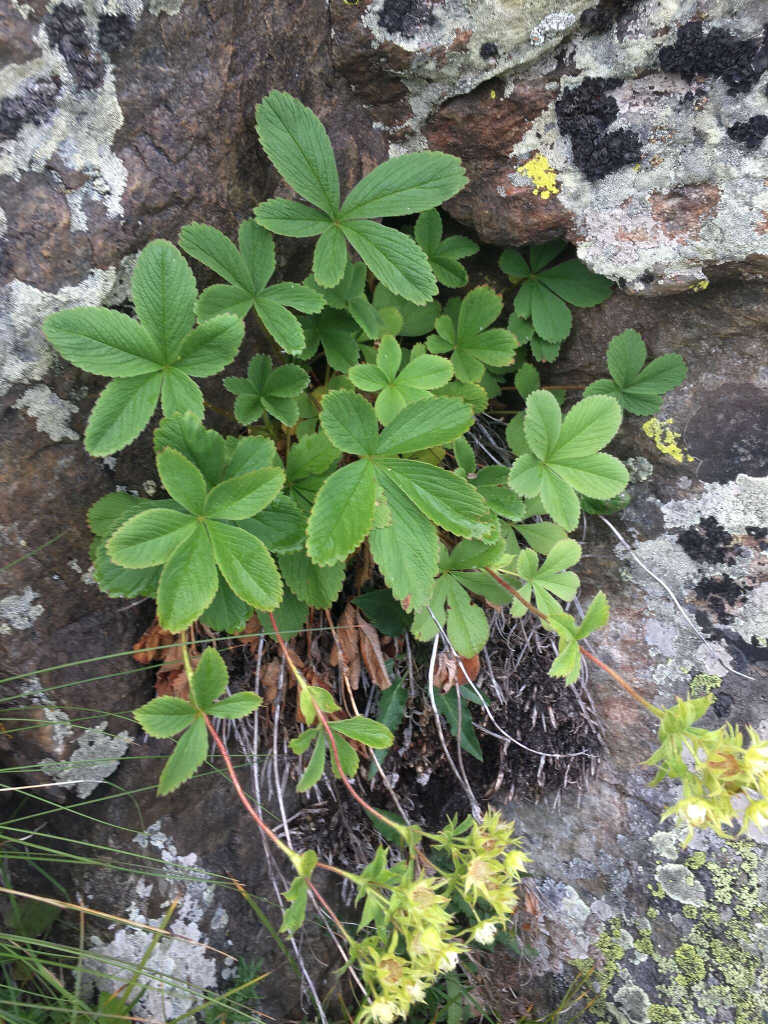 Image of Potentilla brachypetala Fisch. & Mey. ex Lehm.