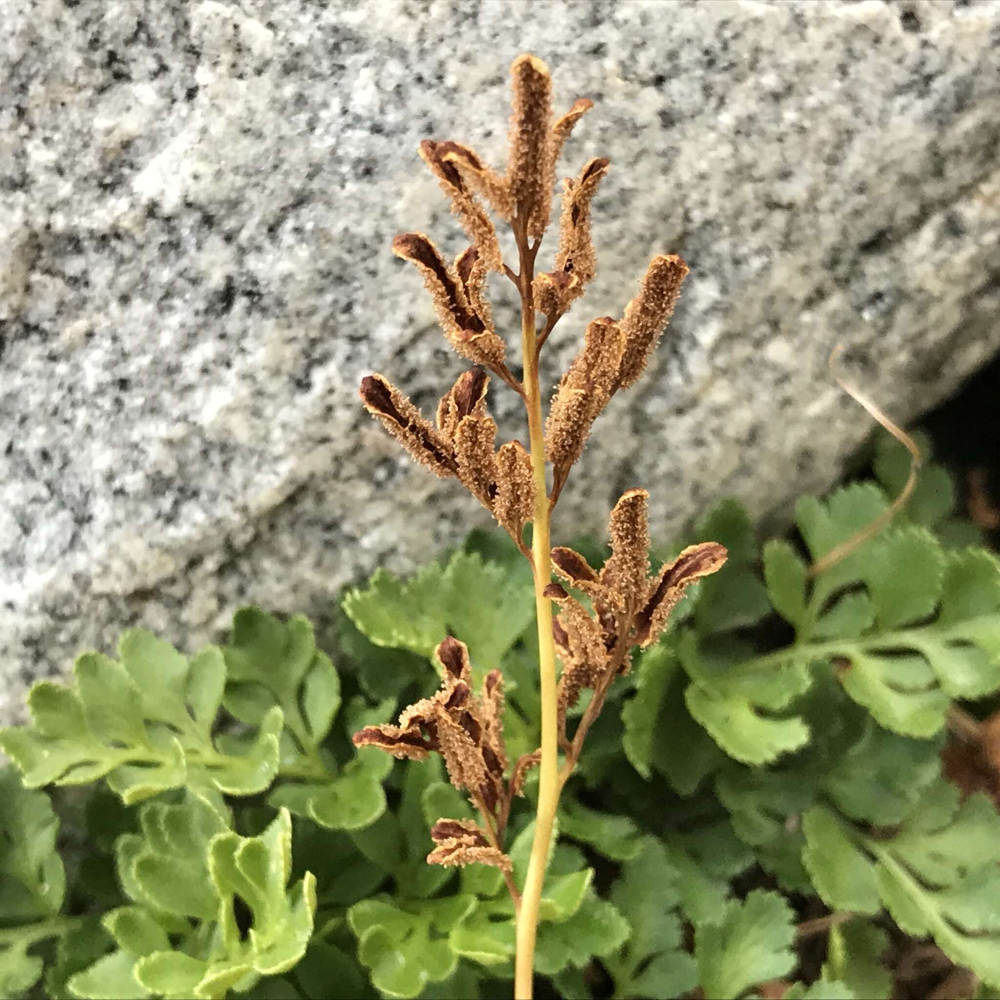 Sivun Cryptogramma acrostichoides R. Br. apud Richards. kuva