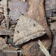 Image of Lysimelia lucida Galsworthy 1997