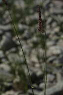 Image of Colpodium