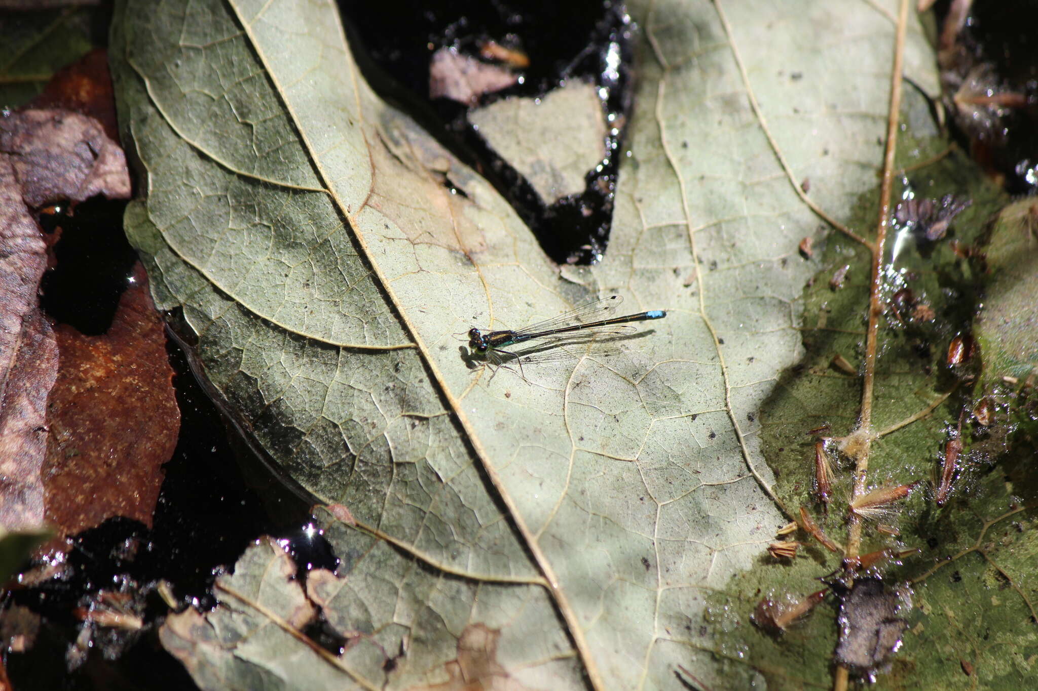 Image of Black-fronted Forktail