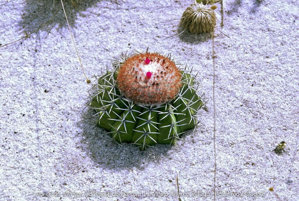 Image of Melocactus violaceus subsp. violaceus