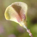 Image of Aspalathus biflora subsp. longicarpa R. Dahlgren