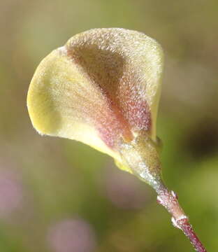 Image of Aspalathus biflora subsp. longicarpa R. Dahlgren