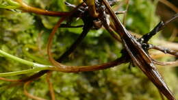 Image of Carex aucklandica (Hamlin) K. A. Ford