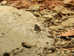 Imagem de Diaethria clymena Cramer 1775