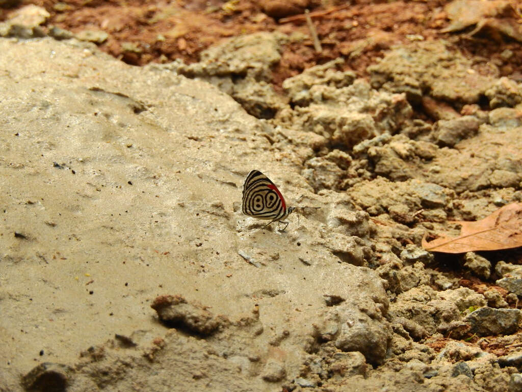 Imagem de Diaethria clymena Cramer 1775