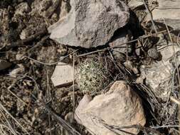 Image of rhinoceros cactus