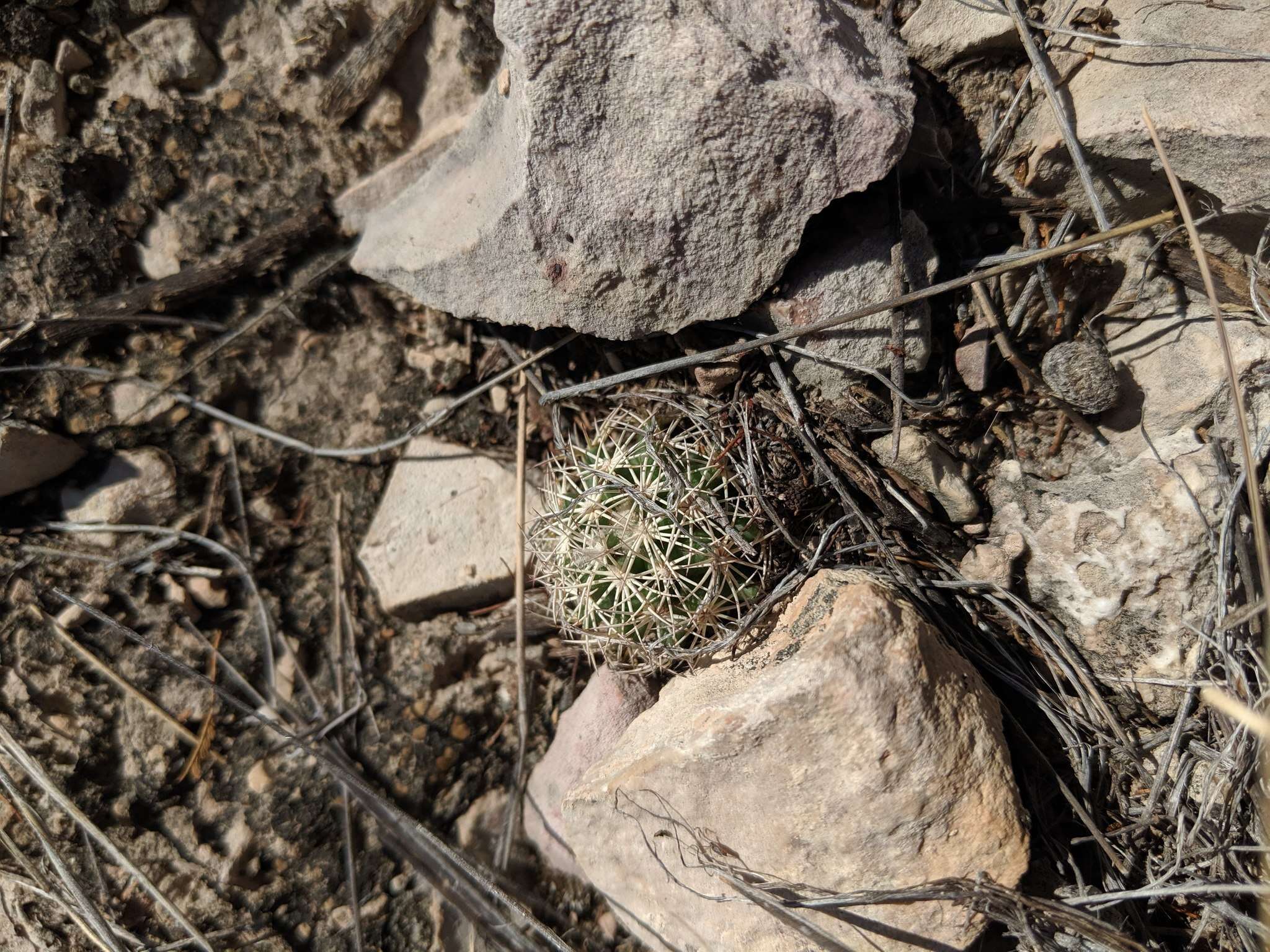 Image of rhinoceros cactus