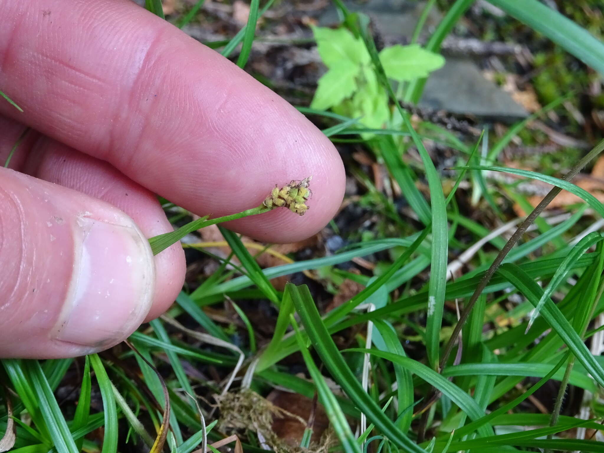 Image of low northern sedge